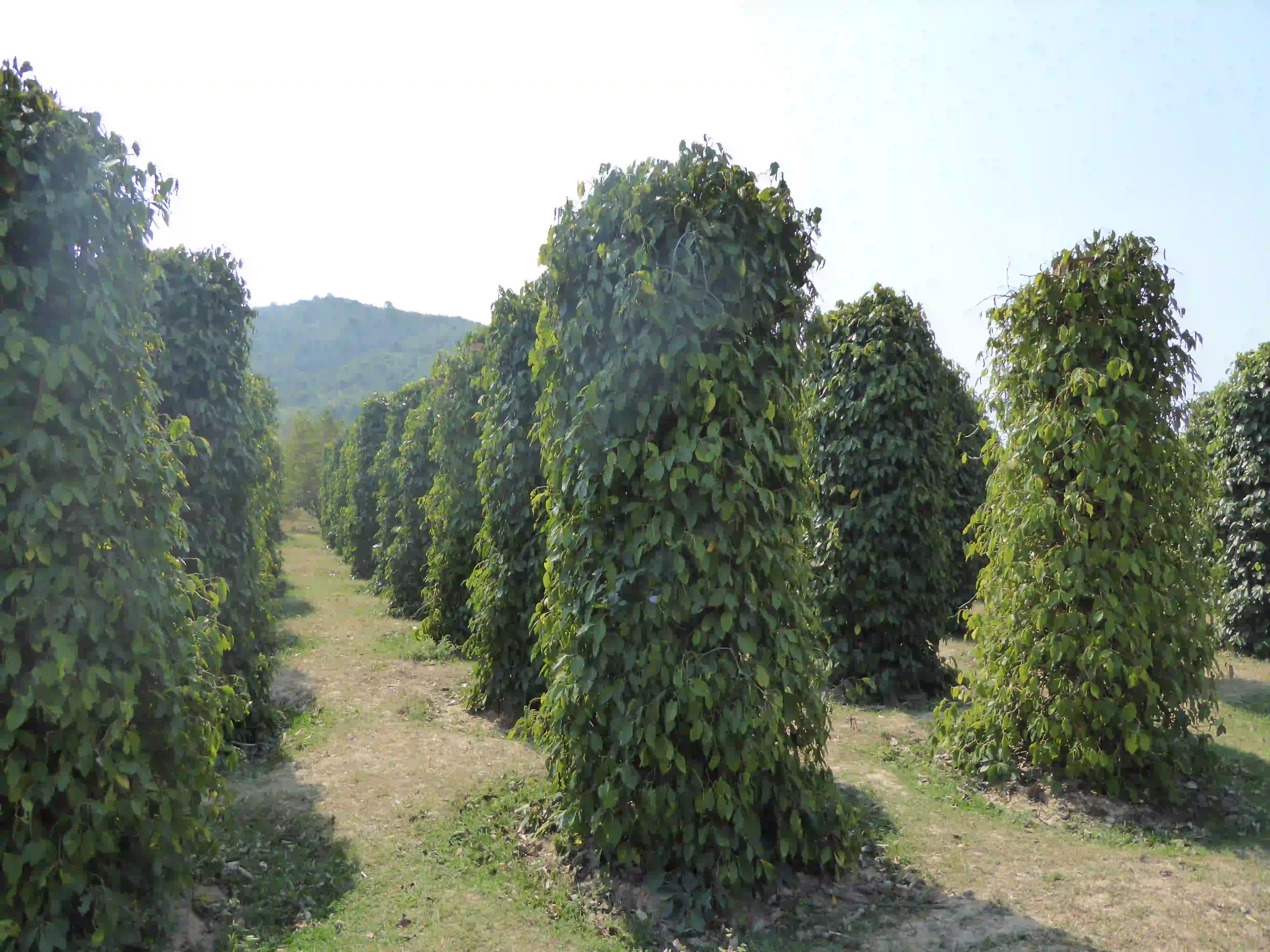 Kampot Pepper Farm